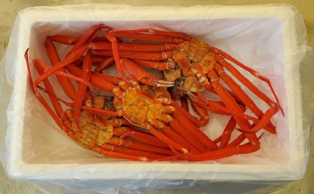 訳あり カニ 魚卸問屋のベニズワイガニ 約2kg 蟹 かに 紅ズワイガニ はりたや