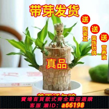 【台灣公司 可開發票】【水培新寵花卉】開花幸運巴西木養室內招財四季懶人好養易活盆栽