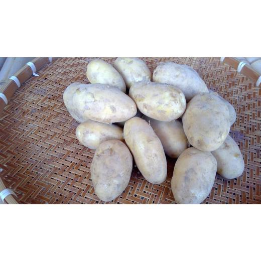 ふるさと納税 山梨県 北杜市 濃厚しっとり食感　ジャガイモ　シンシア　10kg