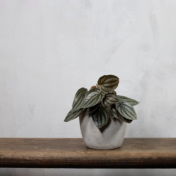 【室內盆栽】兔耳椒草 觀葉植物 室內植物 開幕送禮 植栽