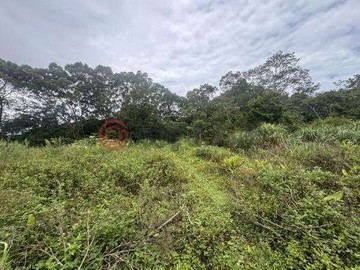 苗栗獅潭石門路八角林段露營區旁林地｜苗栗縣獅潭鄉八角林段