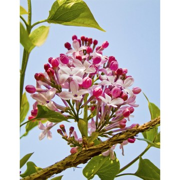 【冠亦商行】丁香花苞精油