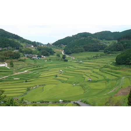 ふるさと納税 レンジ アップ ごはん 岡山県美咲町大垪和西棚田米（きぬむすめ）20パックセット 米 パック ごはん 保存 レトルト 岡山県美咲町