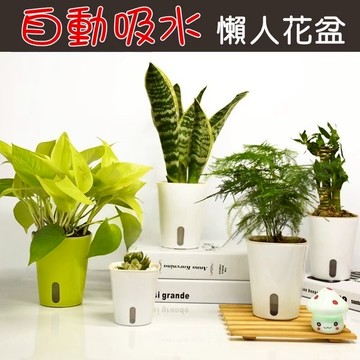 【拈花微笑】自動吸水盆｜懶人花盆｜3吋｜白色黃色｜自吸水懶人盆｜陽台桌面｜簡約風｜免澆水｜多肉盆｜花盆