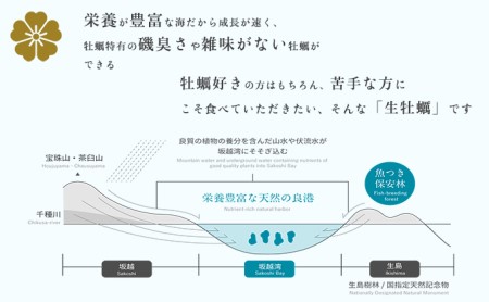 牡蠣 坂越かき 剥き牡蠣 500g×2[ 生牡蠣 かき カキ むき身 剥き身 生食 冬牡蠣