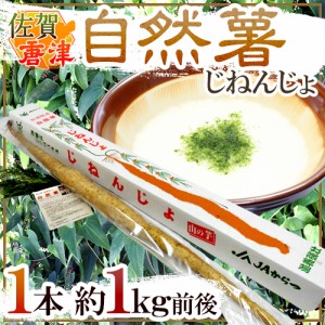 佐賀 JAからつ ”自然薯（じねんじょ）” 1本 約1kg前後 山芋 送料無料