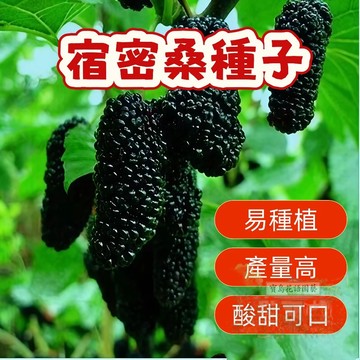 ⛅️現貨【桑葚種子】宿密桑葚種子 易種植 酸甜可口 水果種子 盆栽果樹 庭院花園種植 四季播種