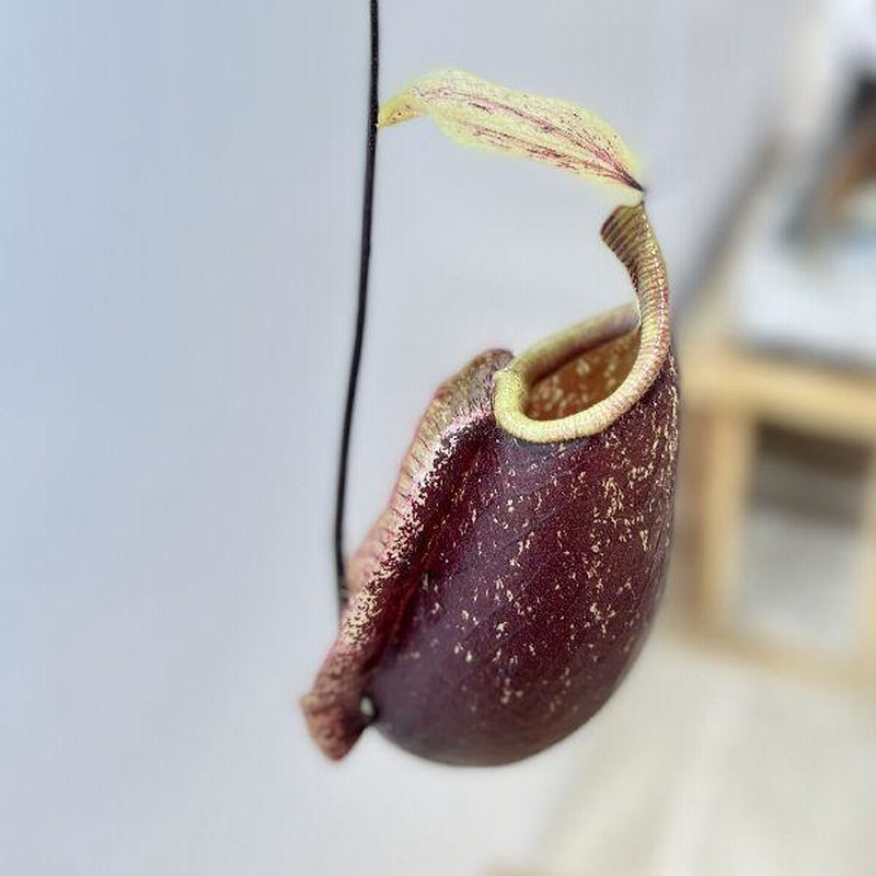 希少品種 観葉植物 食虫植物：ウツボカズラ ネペンテス スキ