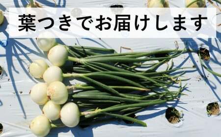 新たまねぎ3kg 野菜 サラダ 玉ねぎ たまねぎ スープ カレー たまねぎ 国産 オニオン お取り寄せ 常温 送料無料 青果市場 愛媛県 愛南町 発送:11月上旬～