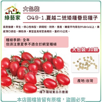 大包裝G49-1.夏越二號矮種番茄種子30顆//節間短、耐熱、 豐產，果皮薄，口感 佳，轉色快 【綠藝家】