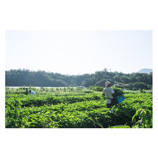 ふるさと納税 京都府 京丹後市 ＜てんとうむしばたけ＞オーガニック野菜調味料セット　有機野菜12種前後(4人用)＆調味料…