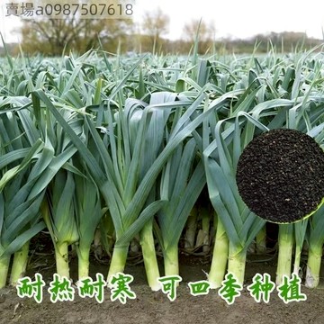 現貨 寬葉蒜苗（100粒） 一年四季三茬連續採收紅皮蒜苗籽農家大田蔬菜籽 蔬菜瓜果種子大全 超低價