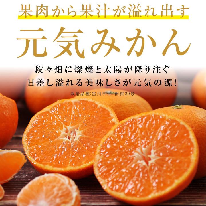 みかん 元気みかん 5kg 秀品 愛媛県産 S〜Lサイズ 浜風農園 数量限定 -S10J ミカン 小玉 大玉 甘い おいしい 旬の果物 産地直送 お歳暮 プレゼント 送料無料