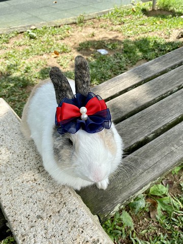 Q1-手工寵物生日帽子寵物髮飾頭套兔兔牽繩衣配件兔子花圈