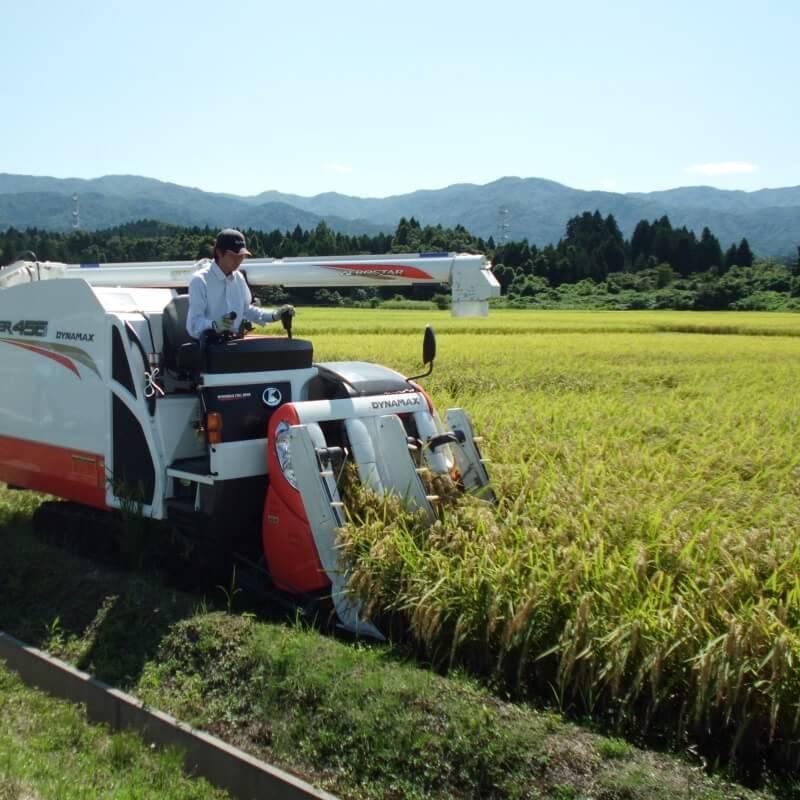 米 こしひかり 5kg（精米）新潟産 美味しいお米 農家直送 全国配送