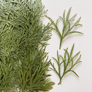 千鳥葉原色壓花自然植物標本綠色葉片diy相框滴膠手機殼貼畫材料