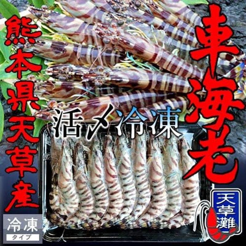 車えび 生活〆冷凍車海老 250g（8?12尾）熊本県天草産 維和島 車エビ 急速冷凍 養殖場直送 刺身 新鮮 クルマエビ