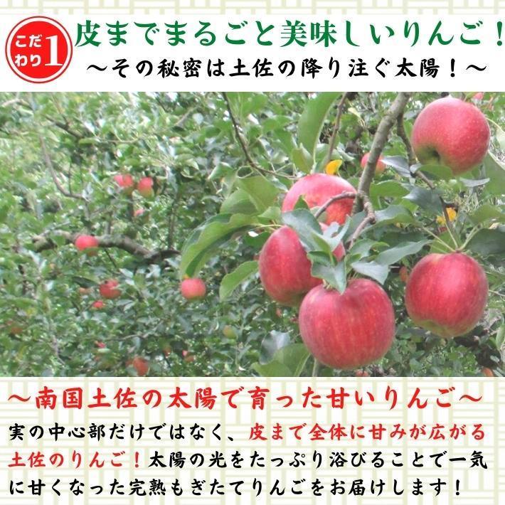 2024年度予約 高知県産 りんご ふじ  減農薬  有機肥料 8玉入 土本観光農園 ギフト 産地直送