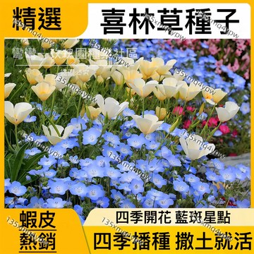 蝦皮熱銷粉蝶花種子（250粒）喜林草種子 藍雪花種子 花卉種子 盆栽花卉 開花不斷 藍斑花海 四季播種 陽臺庭院室內盆栽