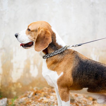 中大型犬项圈可牵引伞绳编织