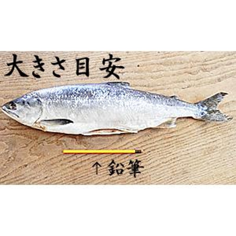 塩ます 3尾入 L 塩鱒 塩マス 塩 ます 塩 マス塩 鱒 ます寿し ますの寿し 鱒の寿司 の材料に | LINEブランドカタログ