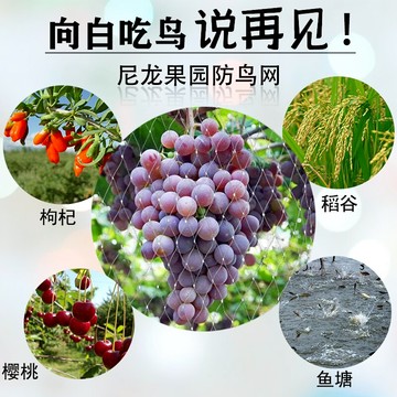 果園防鳥網葡萄櫻桃大棚陽臺果樹防鳥用網魚塘養殖天網尼龍網戶外