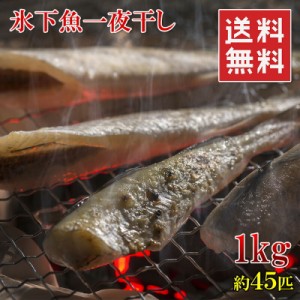 コマイ 北海道産 こまい 一夜干し 干物 1kg 45匹前後 氷下魚 カンカイ 業務用サイズ お徳用 国産 冷凍 送料無料 ランキング1位