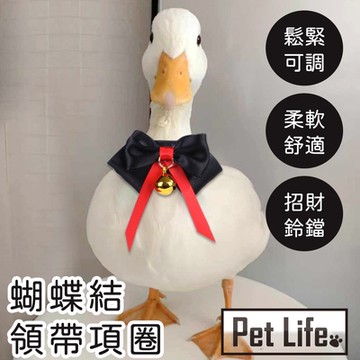 Pet Life 柯爾鴨寵物鴨鸚鵡小鳥蝴蝶結領帶項圈