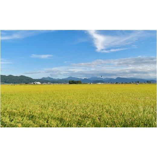 ふるさと納税 山形県 東根市 ☆2024年5月後半発送☆ 雪若丸 20kg（5kg×4袋）山形県 東根市産