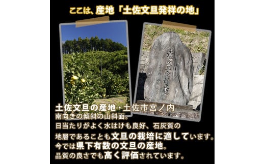 ＼果樹園直送／土佐文旦 約10kg（訳あり）〈ご家庭用〉