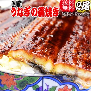 ギフト うなぎ 蒲焼き 国内産 送料無料 プレゼント 土用　丑の日 うなぎ 国産 特大 2尾(1尾約250g前後) 鰻 うなぎ蒲焼き 土用