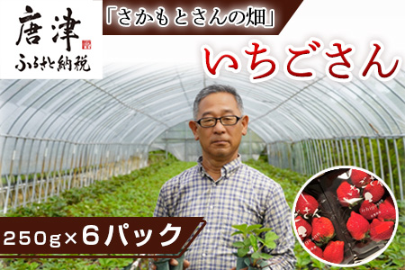 『予約受付』唐津産 いちごさん 250g×6パック(合計1.5kg) 濃厚いちご 苺 イチゴ 果物 フルーツ