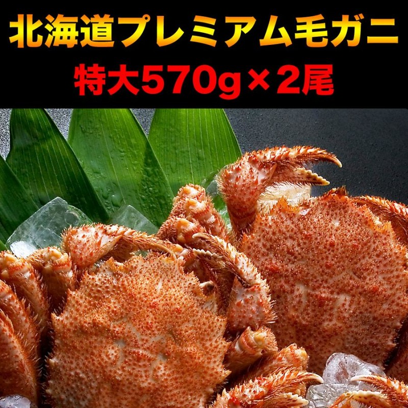 毛ガニ 特大 570g前後×2尾 プレミアム北海道産(毛蟹 毛がに kegani けがに かに カニ味噌 蟹味噌) | LINEショッピング