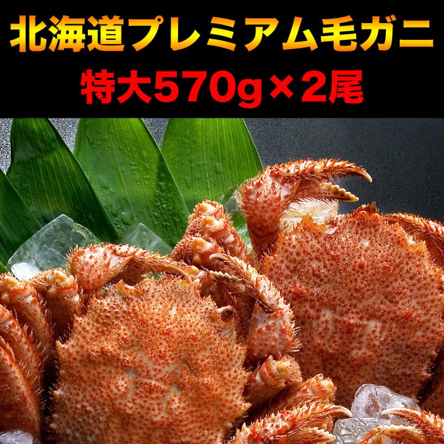 毛ガニ 特大 570g前後×2尾 プレミアム北海道産(毛蟹 毛がに kegani けがに かに カニ味噌 蟹味噌)