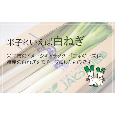 ふるさと納税 鳥取県産　白ねぎ　（3kg） 鳥取県米子市