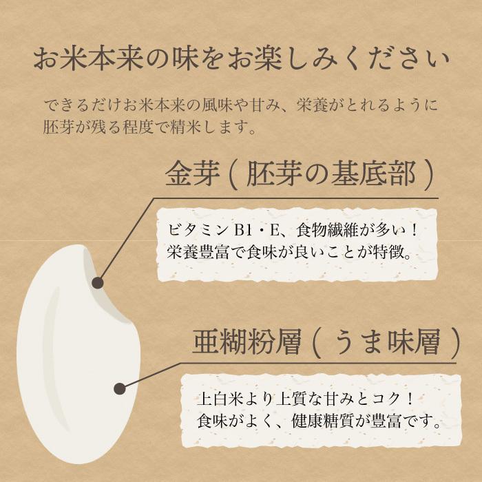 無洗米 新潟県産 コシヒカリ 特別栽培米 5kg 令和5年産 新米 こしひかり 5キロ 農家直送 減農薬