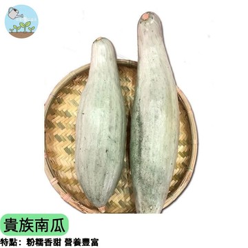 🎖️【南瓜界LV 超綿密】貴族南瓜種子 栗子南瓜品種 新疆極品金栗王 香甜粉糯 耐儲存 燉湯清蒸都美味 台灣適種