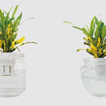 │ 玻璃系列 │ 金鑽變葉木 - 水耕盆栽 魚水共生 室內植物