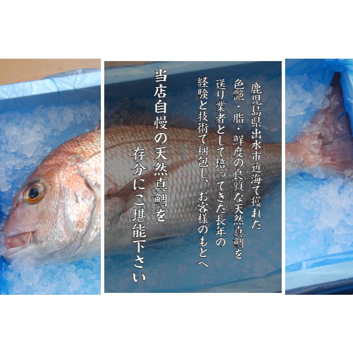 真鯛　天然　1尾　Mサイズ(1.5kg〜1.9kg）