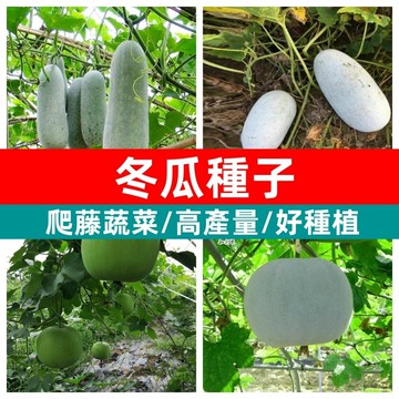 【台灣現貨】高產量巨無霸大冬瓜種子 本土品種 家庭菜園 陽台盆栽 農地種植 易栽好活 快速結果 飽滿碩大 鮮食煲湯
