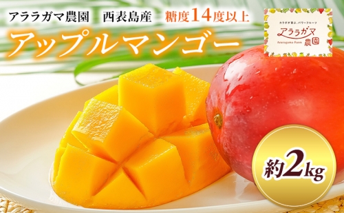 2024年 先行予約 アップルマンゴー 約2kg プレミアムな美味しさ マンゴー 果物 フルーツ