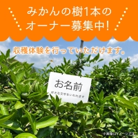 数量限定 みかんの樹まるごと1本 オーナー権 最低 20kg 保証 収穫体験　C030