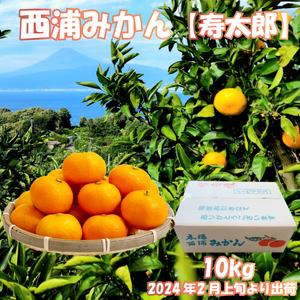 ふるさと納税 寿太郎 みかん 約 10kg 産地直送 柑橘 西浦 沼津 蜜柑　訳あり（寿太郎みかん 西浦 みかん 蜜柑 果物 みかん フルーツ みかん 柑橘.. 静岡県沼津市