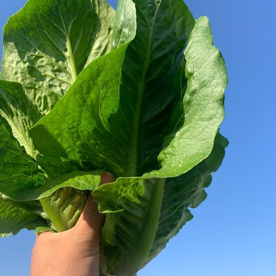 販売期間2024 04 30まで 野菜 レタス ロメインレタス　香川県産 産地直送