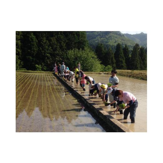 ふるさと納税 京都府 綾部市 京都府綾部市の季節の野菜セットS（1〜2名様分）農薬不使用 無農薬 新鮮 野菜 セット 詰め合わせ 京都 綾部 農家…