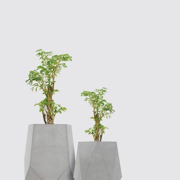 │ 水泥系列 │ 密葉福祿桐 - 無土 水耕盆栽 風水招財 升遷送禮