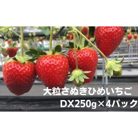 ふるさと納税 大粒さぬきひめいちご　DX250g×4パック 香川県綾川町