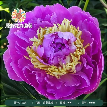 青禾園藝-拉文芍藥花種子 （SY-22）紫色係重辦濃香型多年生觀賞花卉耐熱大花型庭院陽台盆栽非牡丹四季可種植#自留種