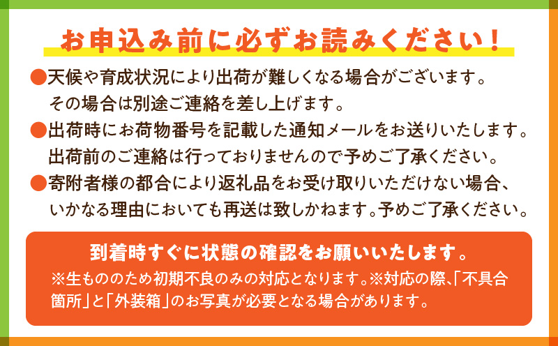 期間・数量限定 宮崎県産 イチゴ 幸せの紅白いちごセット おおきみ天使のいちご 大サイズ2パック(16粒～18粒程度)_M260-010