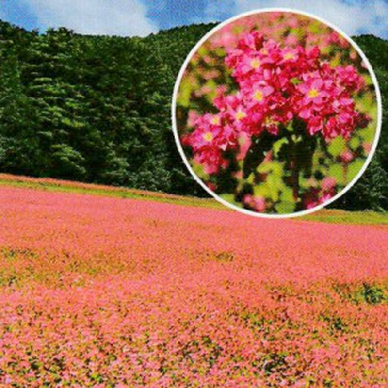 種 1kg 赤花そば 高嶺ルビーneo 緑肥作物 その他 酪農 畜産 緑肥 牧草 タキイ種苗 米s 代引不可 通販 Lineポイント最大1 0 Get Lineショッピング